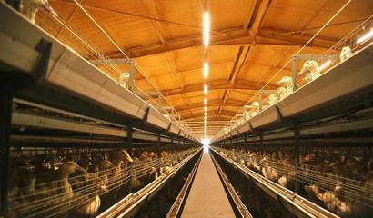 華英農業(yè)榮獲首批國家級農業(yè)高質量發(fā)展標準化示范基地稱號，畜牧漁業(yè)飼料銷售邁向新篇章